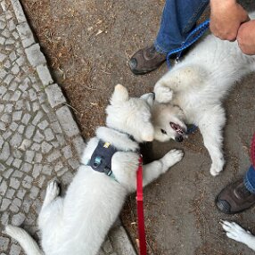 IMG-20240707-WA0017