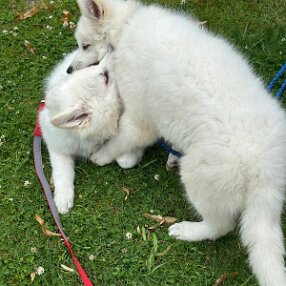 IMG-20240707-WA0018