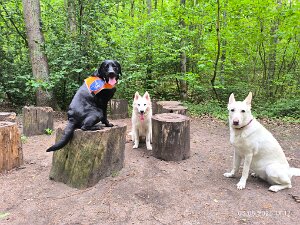 Bella (Assistenzhund)